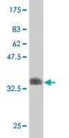 Anti-ELF4 Mouse Monoclonal Antibody [clone: 1E10]