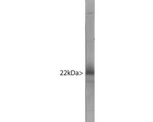 Western blot of bovine cerebellum homogenate stained for VILIP-1.