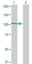 Anti-KIT Mouse Monoclonal Antibody [clone: 3A8]