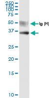 Anti-USP18 Rabbit Polyclonal Antibody