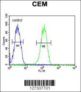 Anti-BIN2 Rabbit Polyclonal Antibody