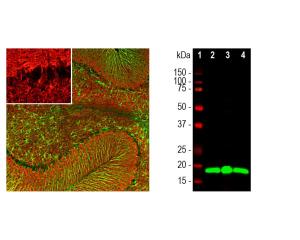 Left: VILIP-1 staining (red) of rat cerebellum. Green: GFAP. Right: Western blot analysis of VILIP-1 expression (green) in tissue lysates. [1] protein standard, [2] rat brain [3] rat cerebellum, and [4] mouse brain. The band at around 20 kDa corresponds to VILIP-1 protein.