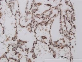 Anti-FOXL1 Mouse Monoclonal Antibody [clone: 2C2]