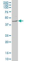 Anti-B3GNT3 Mouse Polyclonal Antibody