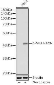 Western blot analysis of extracts of HeLa cells, using Anti-MEK1 (phospho Thr292) Antibody (A308236) at 1:1,000 dilution. HeLa cells were treated by Nocodazole (100 ng/ml) at 37°C for 16 hours. The secondary antibody was Goat Anti-Rabbit IgG H&L Antibody (HRP) at 1:10,000 dilution.