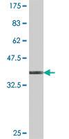 Anti-PALM Mouse Polyclonal Antibody