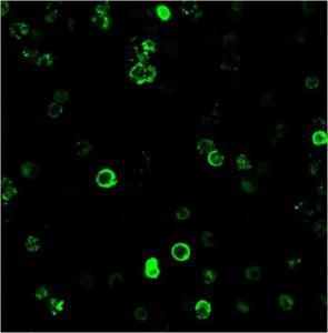 Immunofluorescent analysis of human PBMC cells stained with Anti-CD8A Antibody [C8/468] followed by Goat Anti-Mouse IgG (CF&#174; 488) (Green)