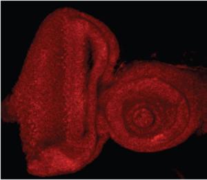 EB11712 (0.5 µg/ml) staining of the Drosophila Eye-Antennal Imaginal Disc. Data obtained from Dr. Nam-Sung Moon, McGill University, Montreal, Canada.