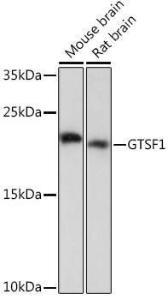 Anti-GTSF1 Rabbit Polyclonal Antibody