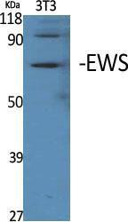 Antibody anti-EWSR1 A97553-100 100 µg