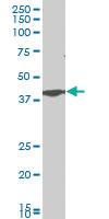 Anti-CADM1 Mouse Polyclonal Antibody