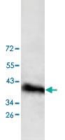 Anti-DPF1 Rabbit Polyclonal Antibody