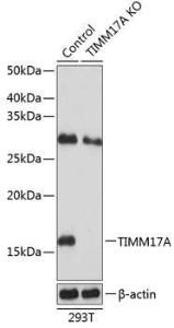 Western blot analysis of extracts from normal (control) and TIMM17A knockout (KO) 293T cells, using Anti-TIMM17A / TIM17 Antibody (A307221) at 1:1000 dilution