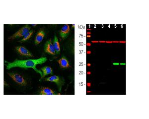 Left: HSP27 (green) and HSP60 (red) in HeLa cells. Right: WB of HSP27 (green) in tissue or whole cell lysates. [1] MWM [2] rat brain [3] mouse brain [4] NIH-3T3 [5] HEK293 [6] HeLa. 27 kDa band corresponds to HSP27 protein, detected only in human samples due to antibody specificity. Red: HSP60