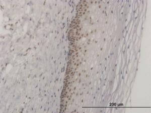 Anti-FOXL1 Mouse Monoclonal Antibody [clone: 2F6]