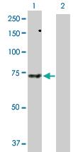 Anti-SNX33 Rabbit Polyclonal Antibody