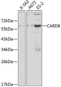 Anti-CARD8 antibody