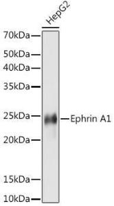 Western blot analysis of extracts of HepG2 cells, using Anti-Ephrin A1 Antibody [ARC1443] (A307223) at 1:1,000 dilution The secondary antibody was Goat Anti-Rabbit IgG H&L Antibody (HRP) at 1:10,000 dilution Lysates/proteins were present at 25 µg per lane