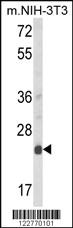 Anti-DERL1 Rabbit Polyclonal Antibody