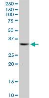 Anti-THG1L Mouse Polyclonal Antibody