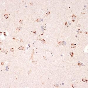 Immunohistochemistry analysis of paraffin-embedded human brain tissue using Anti-Ephrin A1 Antibody [ARC1443] (A307223) at a dilution of 1:100 (40x lens) Perform microwave antigen retrieval with 10 mM Tris/EDTA buffer pH 90 before commencing with IHC staining protocol