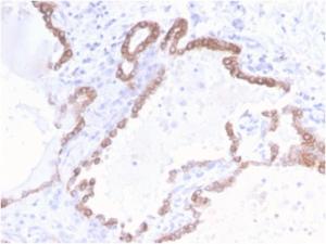 Anti-Cytokeratin 18 Rabbit Recombinant Antibody [clone: KRT18/2808R]