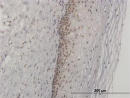 Anti-FOXL1 Mouse Monoclonal Antibody [clone: 2F6]