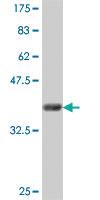 Anti-STX18 Mouse Polyclonal Antibody