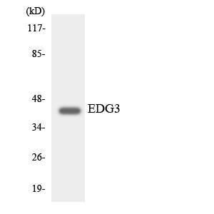 Western blot analysis of the lysates from K562 cells using Anti-EDG3 Antibody