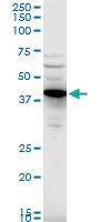 Anti-CADM1 Mouse Polyclonal Antibody