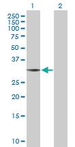 Anti-THG1L Mouse Polyclonal Antibody