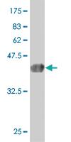 Anti-TULP2 Mouse Monoclonal Antibody [clone: 2B5]