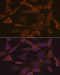 Immunofluorescence analysis of NIH-3T3 cells using Anti-Ephrin A1 Antibody [ARC1443] (A307223) at a dilution of 1:100 (40x lens) DAPI was used to stain the cell nuclei (blue)