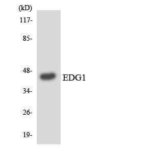 Western blot analysis of the lysates from HeLa cells using Anti-EDG1 Antibody