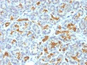 Immunohistochemical analysis of formalin-fixed, paraffin-embedded human pancreas using Anti-Cytokeratin 19 Antibody [KRT19/799]