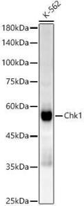 Anti-Chk1 Rabbit Monoclonal Antibody [clone: ARC52506]