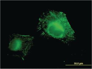 Anti-AOC3 Mouse Monoclonal Antibody [clone: 4B8]