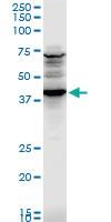 Anti-CADM1 Mouse Polyclonal Antibody