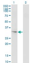 Anti-THG1L Mouse Monoclonal Antibody [clone: 4F11]