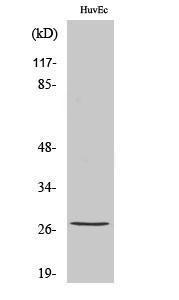 Western blot analysis of various cells using Anti-HSP27 (phospho Ser82) Antibody