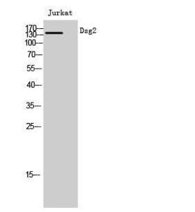 Anti-DSG2 antibody