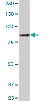 Anti-ALS2CL Mouse Polyclonal Antibody