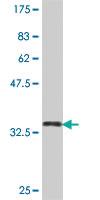 Anti-MZF1 Mouse Polyclonal Antibody