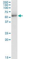 Anti-CADM1 Mouse Polyclonal Antibody