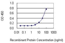 Anti-THG1L Mouse Monoclonal Antibody [clone: 4F11]