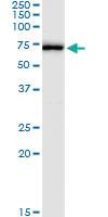 Anti-TULP2 Polyclonal Antibody Pair