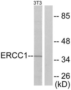 Western blot analysis of lysates from NIH/3T3 cells using Anti-ERCC1 Antibody. The right hand lane represents a negative control, where the antibody is blocked by the immunising peptide