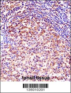 Anti-TCEA1 Rabbit Polyclonal Antibody (FITC (Fluorescein Isothiocyanate))