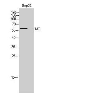 Western blot analysis of HepG2 cells using Anti-DNTT Antibody