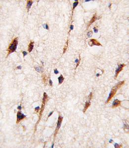 Anti-MOB1B Rabbit Polyclonal Antibody